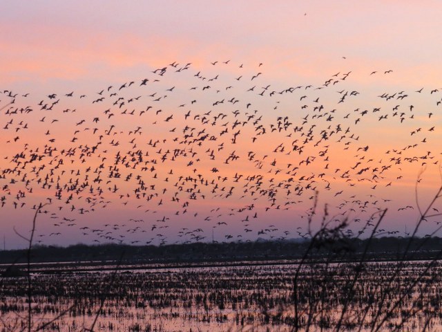 Waterfowl Hunting Memberships in Texas